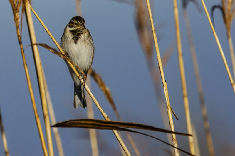Bruant des roseaux mâle